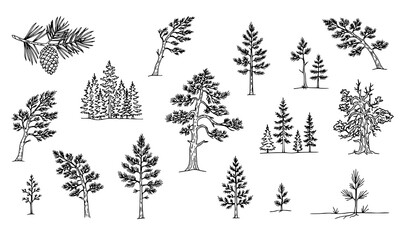 Hand Drawn Coniferous and Deciduous Trees Sketch Vector Collection Featuring Pine Cone Fir Spruce and Forest Foliage Elements for Nature Graphic Designs © Mstbilkis