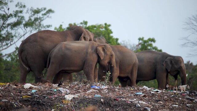 Elephants forage for scraps within a massive pile of discarded refuse and environmental debris.