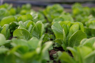 Lush green lettuce crop in controlled garden setting © Rattanachat