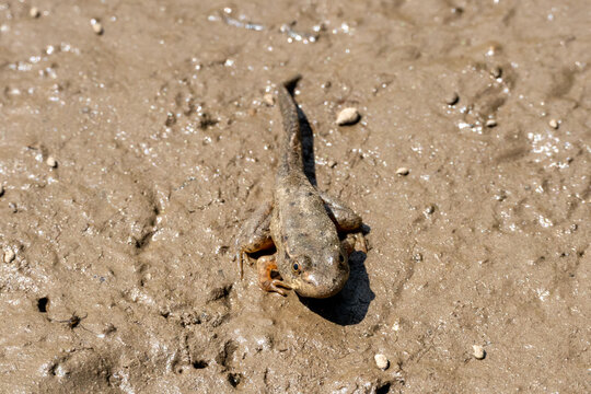 bullfrog froglet