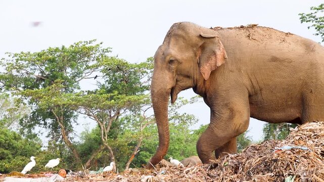 Elephant walks slowly across a field of garbage while scavenging for discarded food scraps.