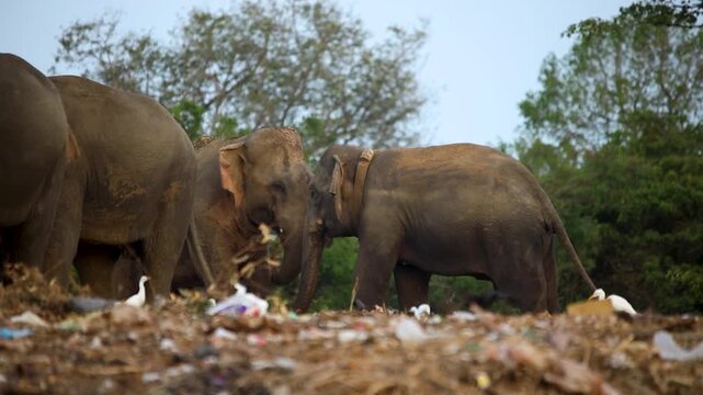 Elephants forage for food amidst piles of discarded waste in an open landfill site.