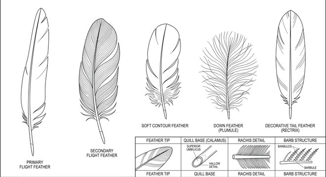 Detailed Bird Feather Anatomy Vector Set with Labeled Feather Types and Structural Diagram