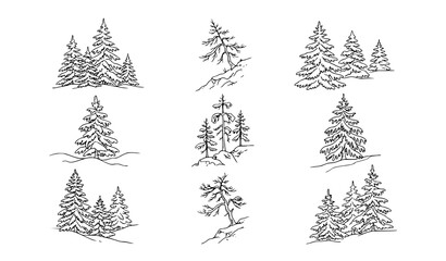 Hand Drawn Pine and Spruce Tree Silhouette Set with Coniferous Forest Mountain Elements for Outdoor Adventure Winter Landscapes and Eco Branding Vectors © Mdariful