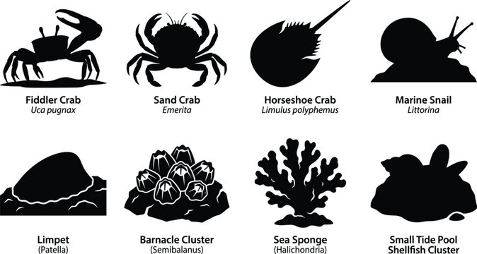 Marine Invertebrate Silhouette Collection with Crabs Snail Barnacles Sea Sponge and Coastal Tide Pool Life
