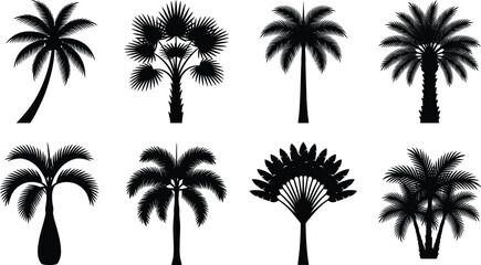Fototapeta premium Tropical Palm Tree Silhouette Collection Featuring Diverse Exotic Palm Species Isolated on White Background