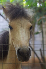 A Sandalwood pony horse also known Kuda Sumbawa, behind a wire mesh fence looking at the camera. © edy waluyo