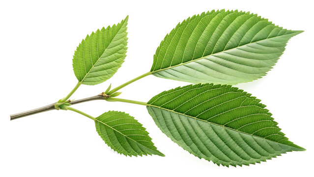 Two Fresh Green Birch Leaves on a Small Stem