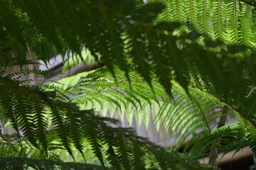 Beautiful layered tropical fern foliage with dark foreground leaves framing a sunlit frond in the center. © AgungMuhammad
