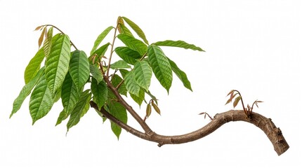 Obraz premium Young green branch of cocoa plant with fresh vibrant leaves isolated on a clean white background studio shot