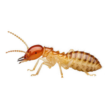 Highly detailed termite isolated on transparent background