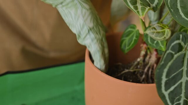 Womans hands in floral gloves repotting green houseplants in terracotta pots, scooping soil and pressing it down. Footage is ideal for home gardening tutorials and plant care advertisements