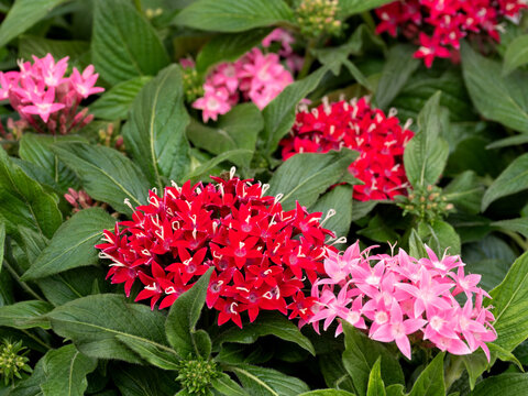 赤とピンクのペンタスの花苗