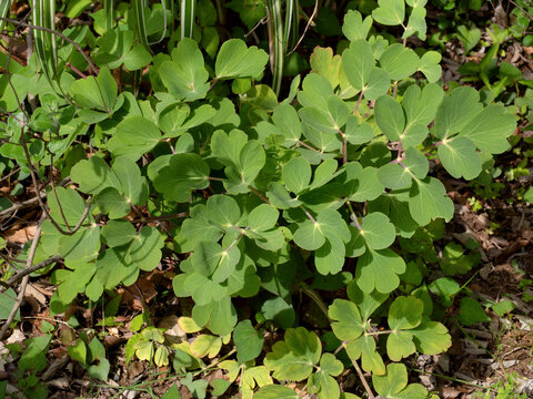 薬用植物　ボタンボウフウ