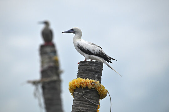 Red-footed Booby isolated on white backgroung, Red feet