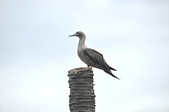 Red-footed Booby isolated on white backgroung, Red feet