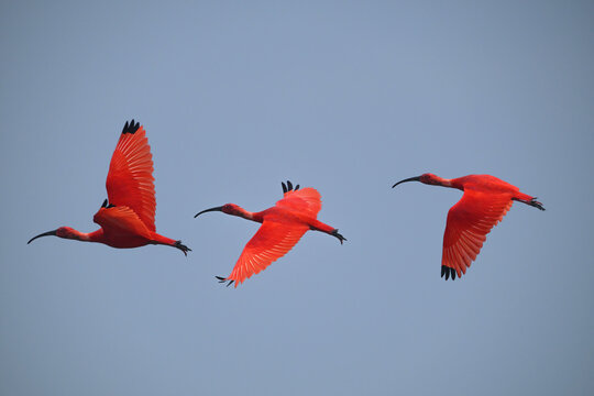 The vibrant Scarlet Ibis gets its stunning red plumage from carotenoids in its crustacean-rich diet