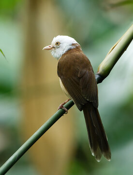 A charming Collared Babbler perched amidst lush foliage, showcasing its distinctive white collar markings