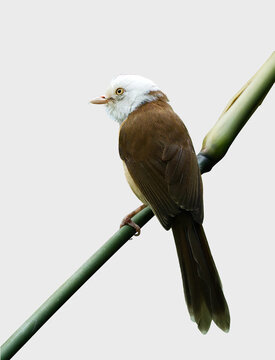 The beautiful Collared Babbler on write background