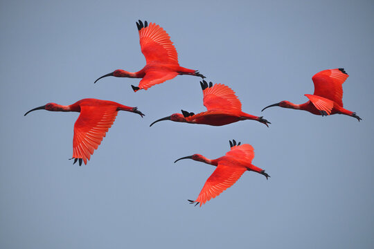 The vibrant Scarlet Ibis gets its stunning red plumage from carotenoids in its crustacean-rich diet