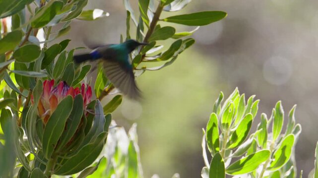Southern sunbird perched on protea flower in green foliage before flying away Kirstenbosch Garden, South Africa
