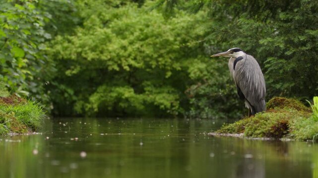 Grey Heron perched on riverbank in light rain waiting patiently to ambush prey