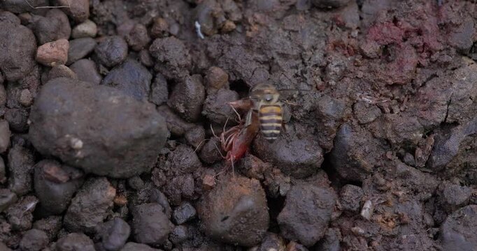 Indian Honey Bee inspecting a dead red shrimp; slow motion stream bed macro sequence summer