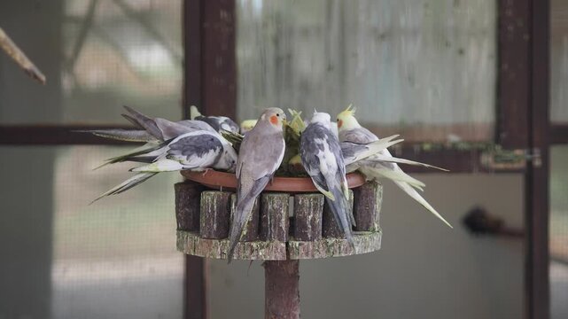 Cockatiels eat seeds in bird aviary
