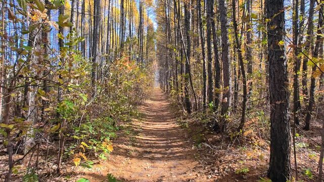 Slow motion video of walk along the autumn larch tree alley. Sunrays shine through the crowns of trees.
