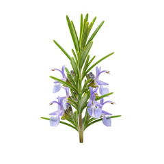 Fototapeta premium Purple and white lavender plant with green stems isolated on transparent background