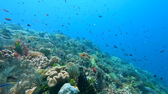 Scuba diving over healthy coral reef environment of Timor-Leste with unicorn, damselfish, redtoothed triggerfish, paddletail snapper, fusilier fish in coral triangle region of Southeast Asia