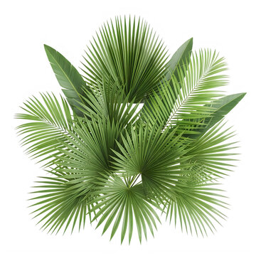 Green pine sprig with fresh needles isolated isolated on transparent background