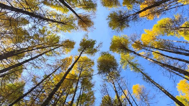 Slow motion video of walking through Siberian larch forest looking up to the tree crowns and blue sky.