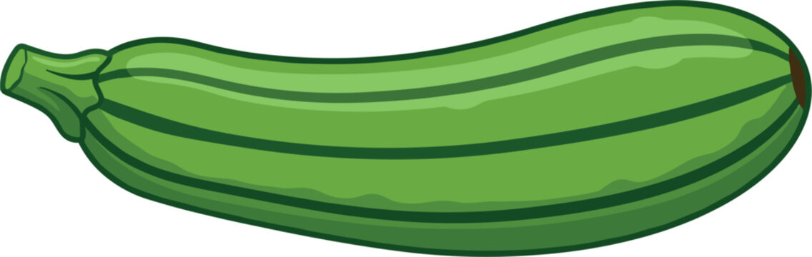 Fresh green zucchini vector illustration isolated on white background healthy organic marrow squash vegetable design element agriculture food graphics