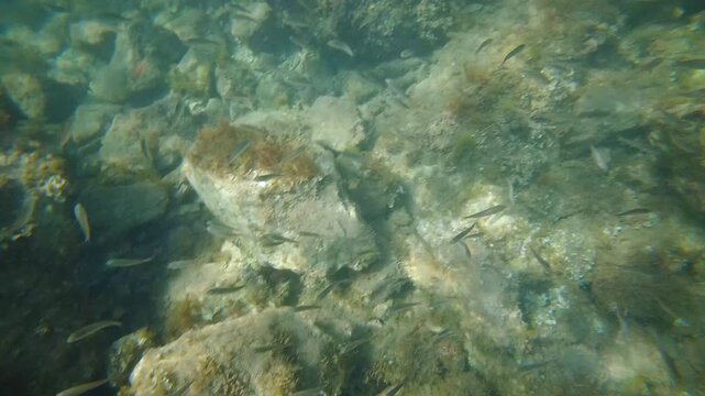 Underwater view of the rocky Mediterranean seabed, with small fish swimming among algae covered stones in clear turquoise water