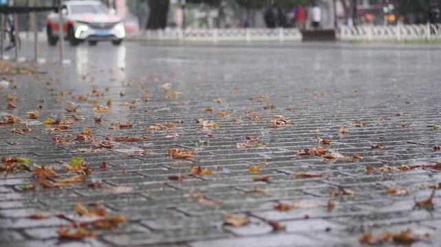 Rain falls on a street covered with leaves in autumn