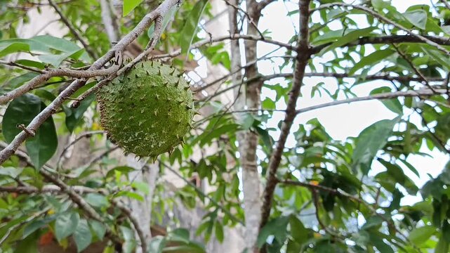 Close Up Of Green Soursop Fruit On Tree