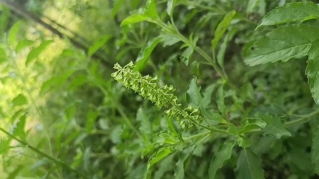 Flowering Basil Plant With White Flowers In Tropical Garden