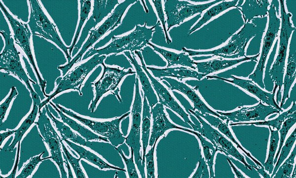 Human cells under microscope view. Biological culture of fibroblast cells for medical research study.