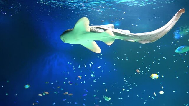 The Zebra Shark, Flapnose Ray, and many tropical fish swimming underwater. Closeup shot of Stegostoma Fasciatum. 4K 
