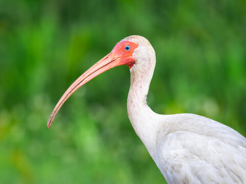 White ibis closeup