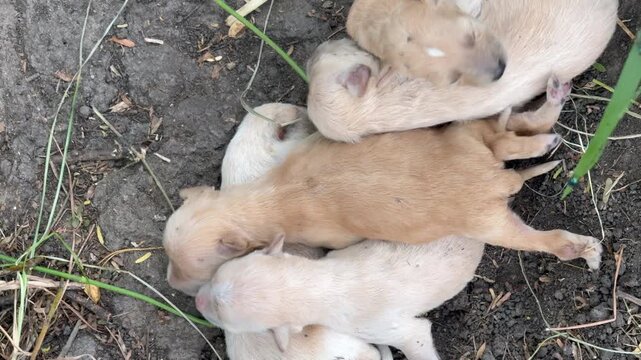 Top-down view of a newborn brown puppy crawling and laying on top of its sleeping siblings