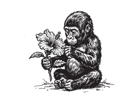 Vintage circus monkey holding flower. Retro chimpanzee sketch illustration. Antique black and white engraving style cute primate portrait drawing.
