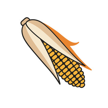 Corn cob illustration