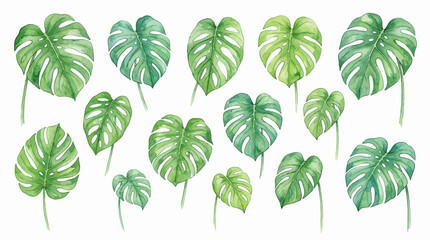 Naklejka premium Collection of Hand Painted Watercolor Monstera Tropical Leaves Set for Botanical Design Projects and Decorative Plant Illustrations