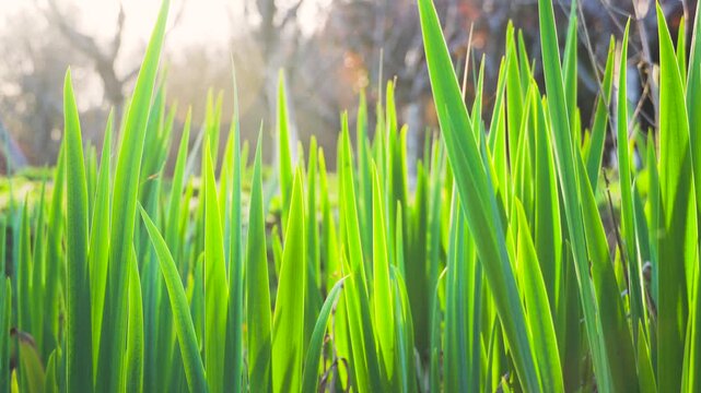 Lush green daffodil leaves growing in a garden during bright spring sunlight