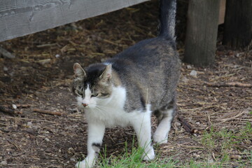 Cat On The Farm, Fort Edmonton Park, Edmonton, Alberta © Michael Mamoon