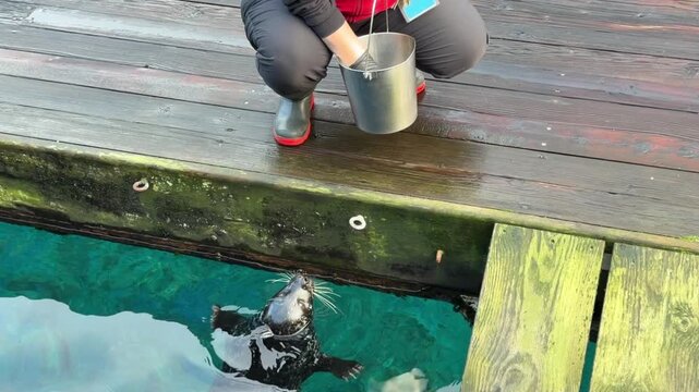 Harbor seal looking up from water at trainer with feeding bucket at aquarium
