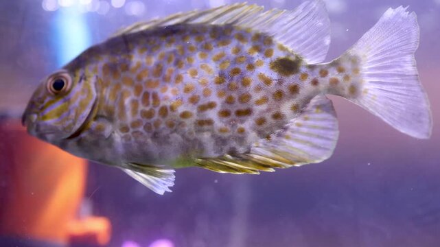 Spotted Rabbitfish Swimming Slowly Inside A Brightly Lit Tropical Aquarium Tank