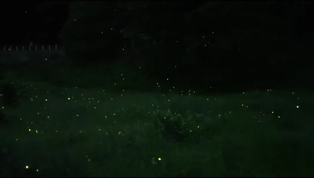 Fireflies glowing in the dark night meadow creating a mesmerizing atmospheric light display animation footage capturing the natural bioluminescence of these tiny insects flickering softly across the v